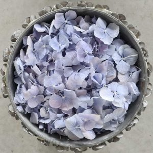 Silver bucket containg blue hydrangea petals
