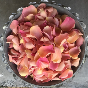 Peach rose petals